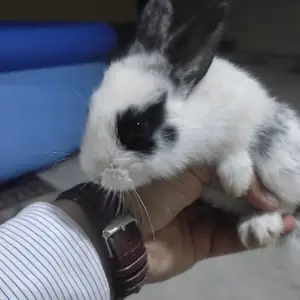 Заргуш, Душанбе