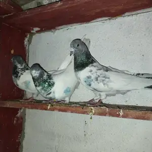 Голуби, Душанбе