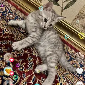 Шотландский кот, Худжанд
