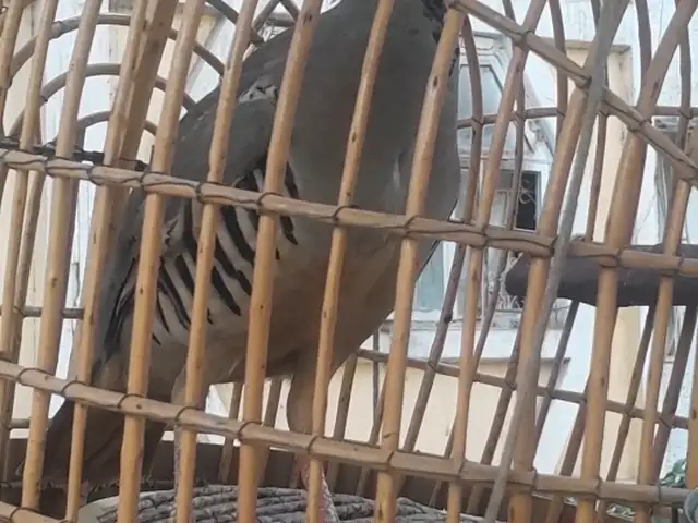 Кабк, Душанбе