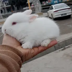 Харгушча 9км, Душанбе