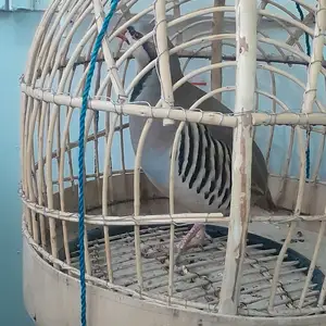 Кабк, Душанбе