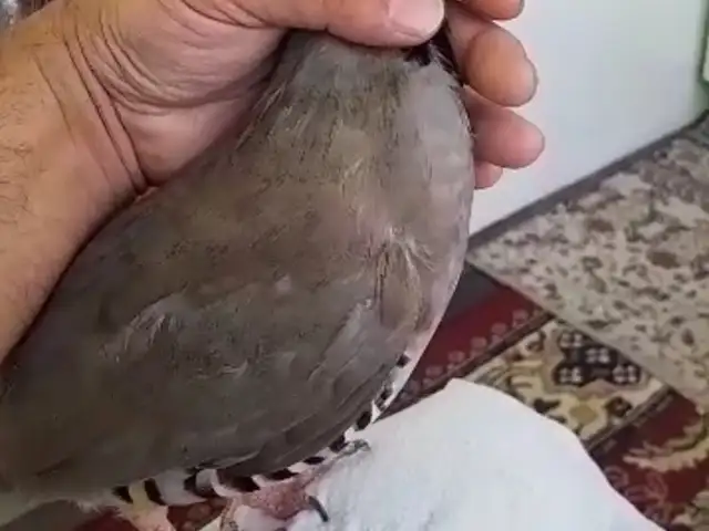 Кабк, Душанбе