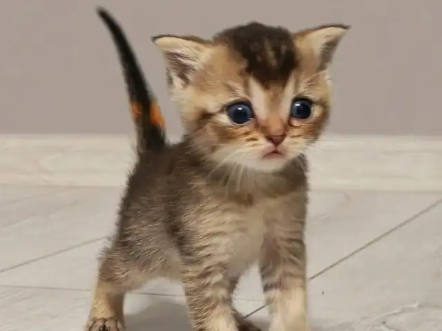 Шотландские котята, Душанбе - 5
