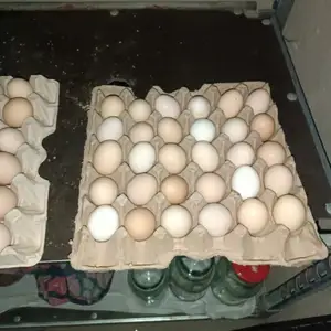 Тухми мург, Душанбе