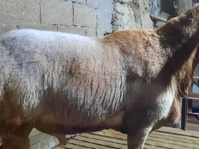 Кучкор, Худжанд