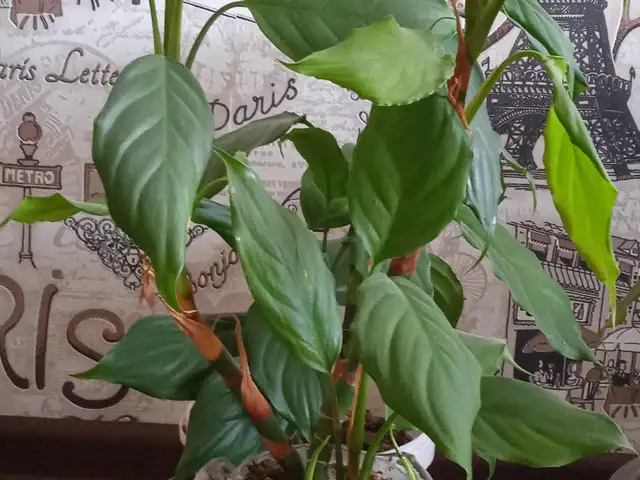 Гули хонаги, Душанбе