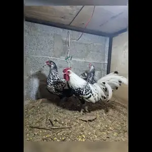 Тухми гамбурский, Вахдат