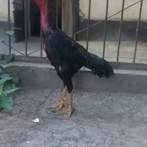 Дакан, Душанбе