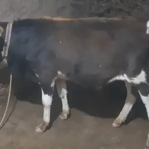 Букача, Душанбе