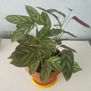 Растение Аглаонема Мария, Душанбе