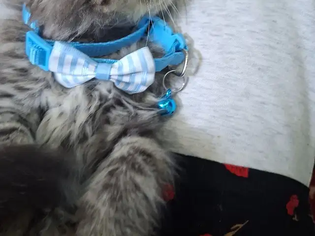 Шотландский вислоухий котёнок, Худжанд