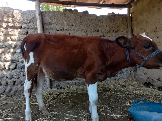 Гуночини Зоти, Ашт