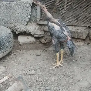 Пепел чуча, Душанбе