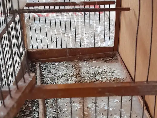 Канарейка, Худжанд