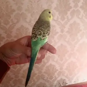Попугай, Душанбе