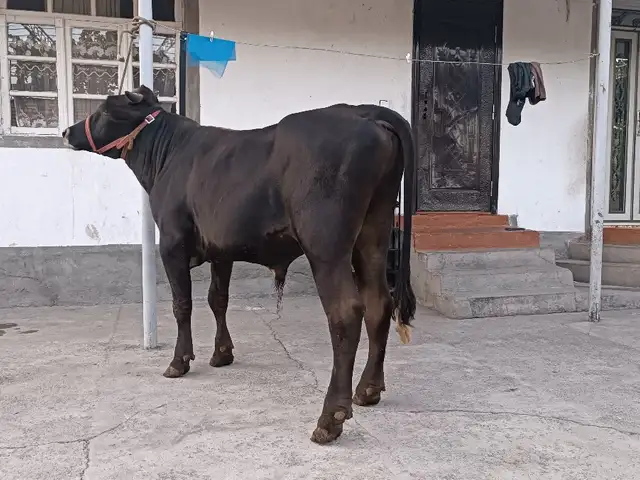 Гов, Ҳисор