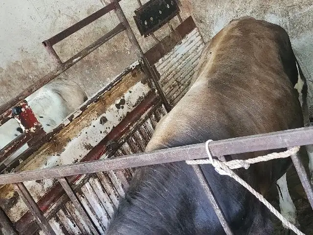 Бука, Худжанд - 2