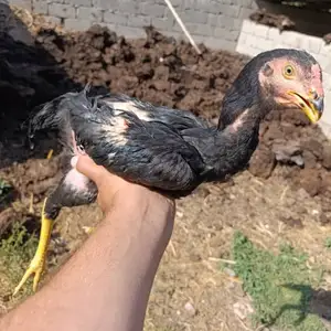 Дакан, Душанбе