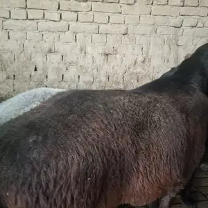 Кушкор, Худжанд