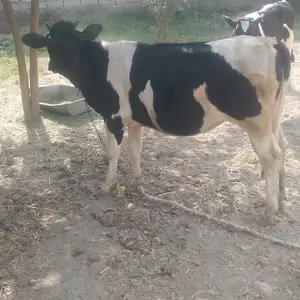 Гуночин, Гиссар