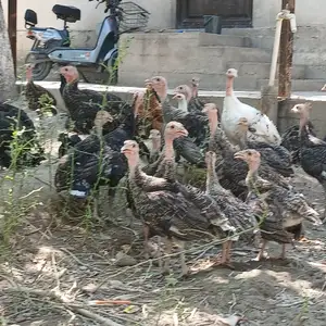 Индюк - чуча, Бободжон Гафуров