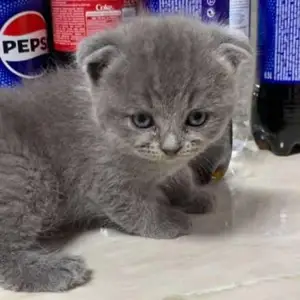Шотландская кошка, Душанбе