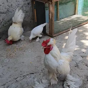 Мурги Японча, Худжанд