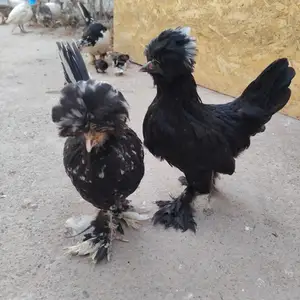 Мург Мини султанка, Душанбе