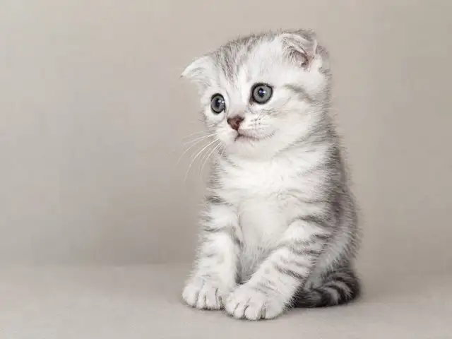 Котёнок, Душанбе