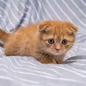 Британские котята, Душанбе