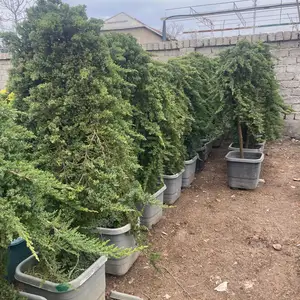 Арчаи Ситораги, Душанбе