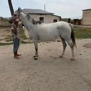 Асп, Бохтар (Курган-Тюбе)
