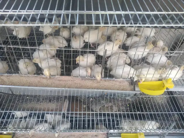 Будана, Душанбе
