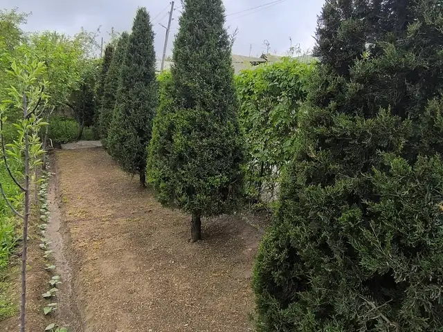 Арча, Истаравшан
