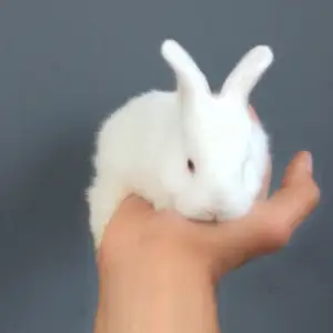 Харгушча, Душанбе