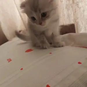 Шотландская вислоухая кошка, Душанбе