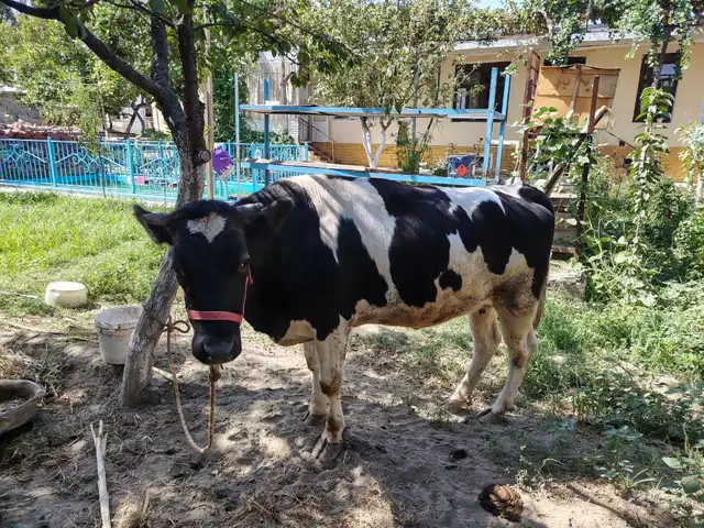 Гуночин, Хуҷанд