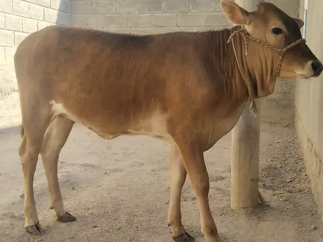 Гуночин, Мастчоҳ