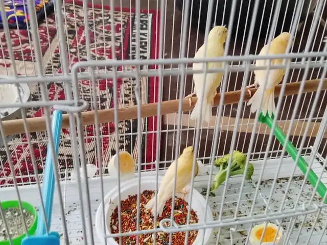 Канарейка, Душанбе