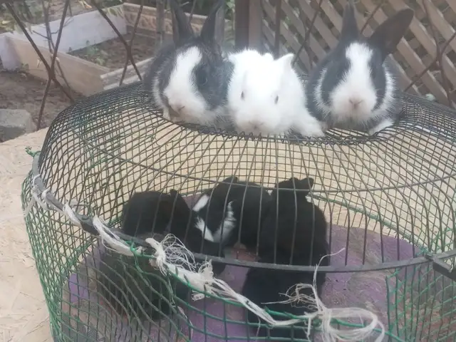 Харгушчаҳо, Душанбе