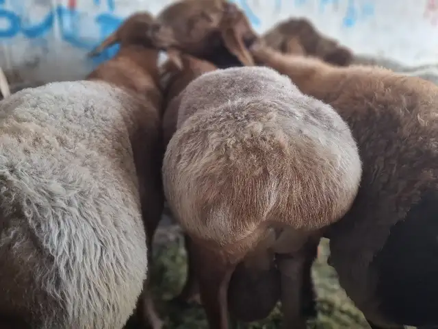 Гусфанди чори, Худжанд