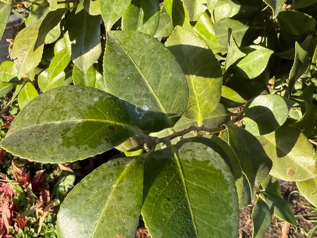 Камелия, Душанбе