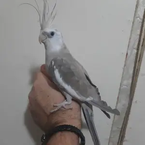 Попугай, Душанбе