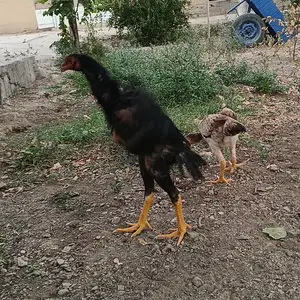 Дакан, Худжанд