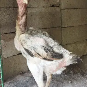 Рябушка, Душанбе