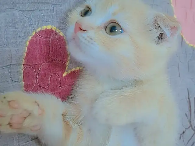 Шотландская кошка, Худжанд
