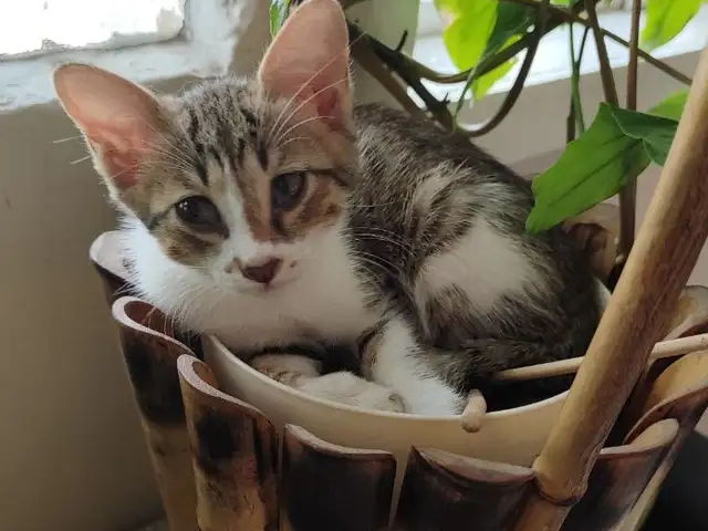 Домашний котенок, Душанбе