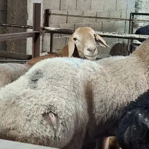 Кучкор, Худжанд