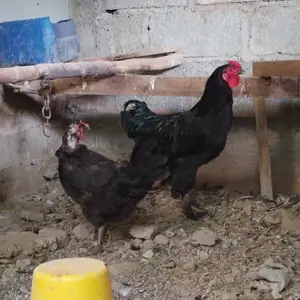 Хуруси Брама ва мург, Шаҳринав